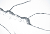 Calacatta Lazzarini Quartz SH86127