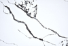Calacatta Craft Quartz SH86213