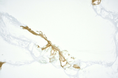 Calacatta Patriotic Quartz SH86137