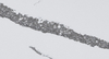 Corsica Estuary Quartz SH6069