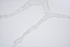 White And Tan Quartz SH6190