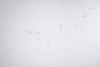 Frosty Carrina Slab SH3096